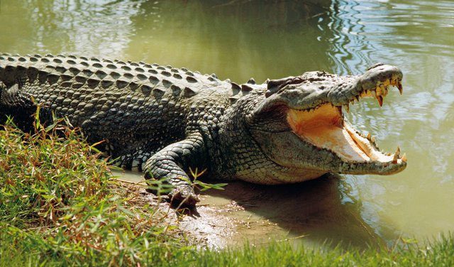 Crocodiles, known for their gigantic size, are considered the "swamp killers."