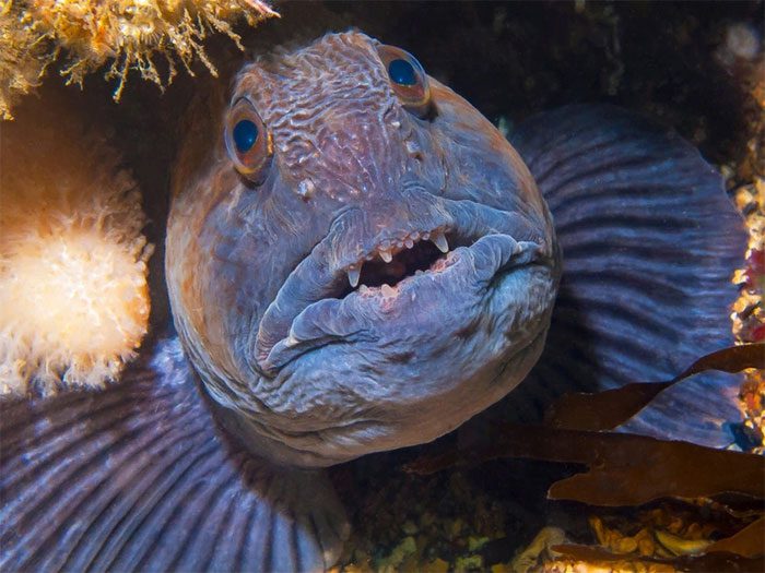 Atlantic Wolf Fish