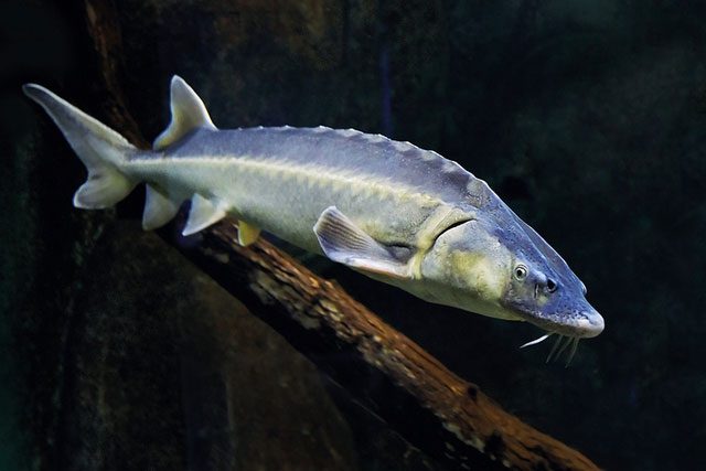 Sturgeon in the largest freshwater lake in the world, Baikal.