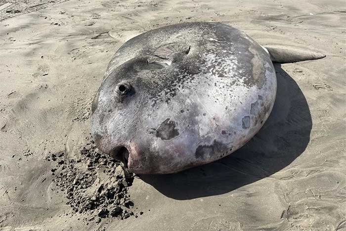 The giant fish resembles a bulky silver coin