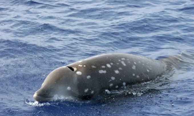 Cuvier's Beaked Whale