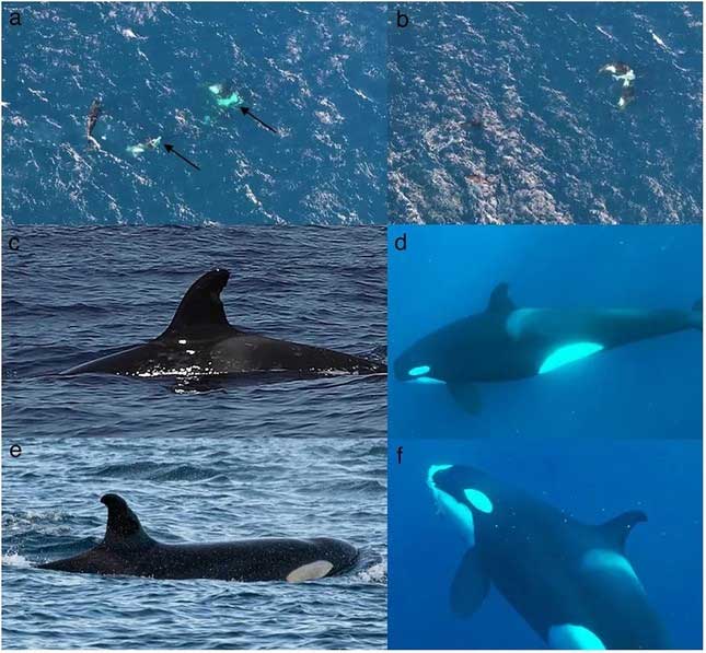 Image shows orcas after a successful bull shark hunt.