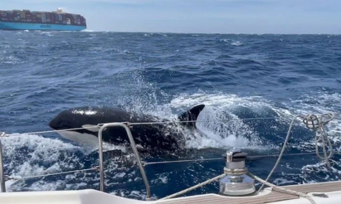 Orca approaching a yacht in the Strait of Gibraltar.