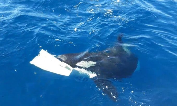 Orcas learn to target boat rudders.