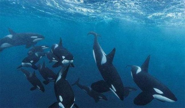 Pod of killer whales.