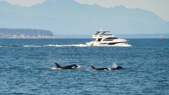 Whales lurking to attack boats