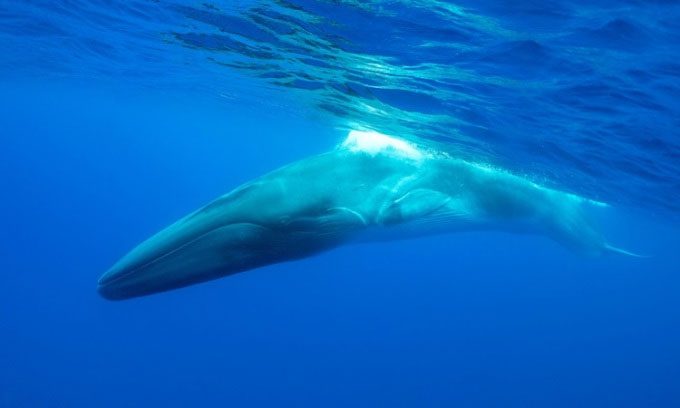 The fin whale can reach lengths of up to 27m.