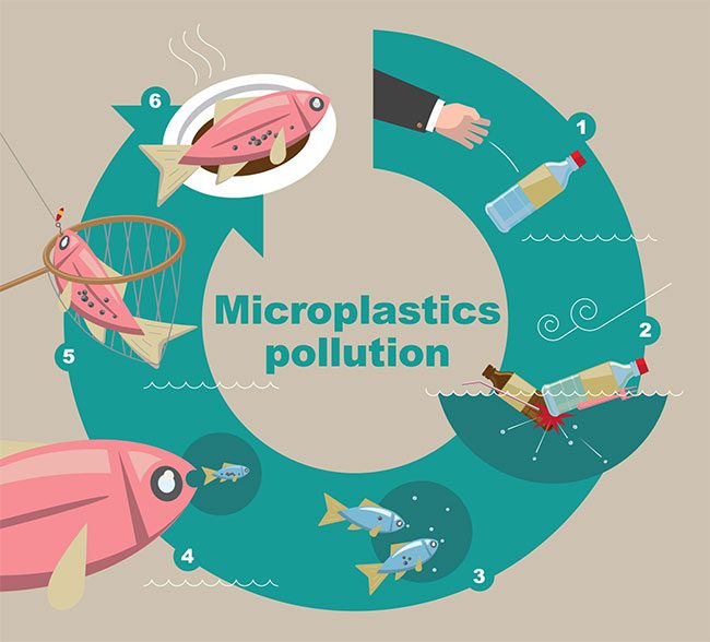 Illustration of how microplastics enter the food chain.