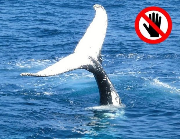 Touching Whales Prohibited