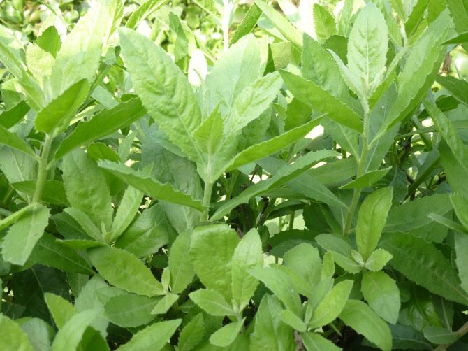 Perilla leaves help reduce fever and pain, used for treating colds and fevers without sweating.