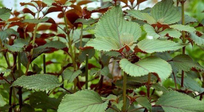 Eating shiso with fresh vegetables, washed thoroughly, helps reduce coughing, relieve pain, and detoxify.