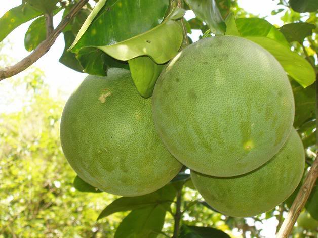 Grapefruit peel contains essential oils that are spicy, bitter, and sweet, warm in nature, effective for treating coughs and relieving flu.