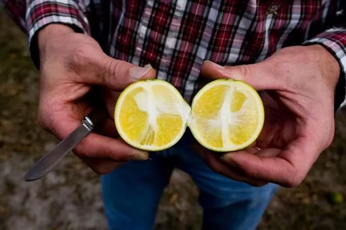 Oranges infected with citrus greening are identifiable by their uneven surfaces.