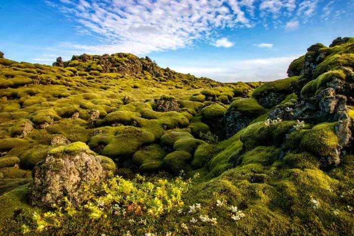 Today, the Eldhraun lava field offers an enchanting landscape that attracts many visitors.