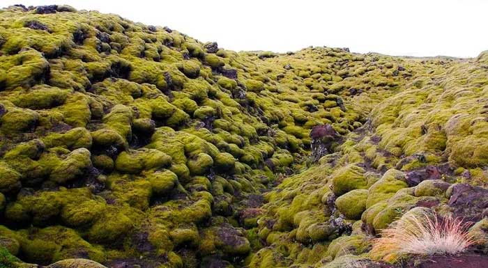 The rugged lava formations create a surreal picture.