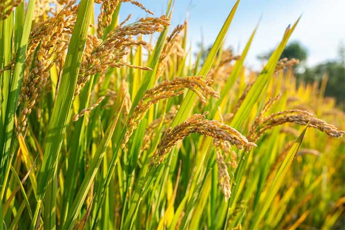 Humans began cultivating rice about 13,000 years ago.