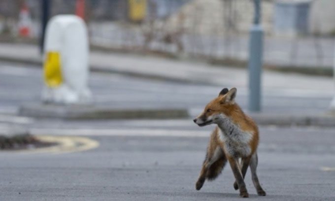 A fox wandering the streets in England.