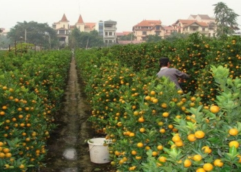 cat keeping old fans from getting fat when eating fruit during tet 59486