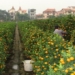 cat keeping old fans from getting fat when eating fruit during tet 59486