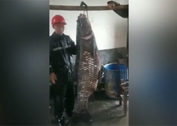 catching huge catfish weighing 73kg in ho chua 134968