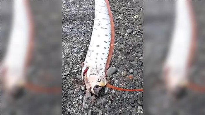 The oarfish was nearly 6 meters long and weighed about 130 kg.