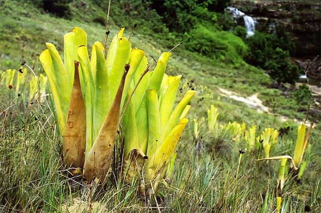 Brocchinia Reducta