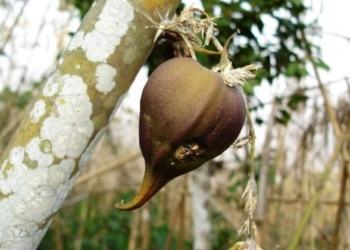 cay Melocanna Baccifera