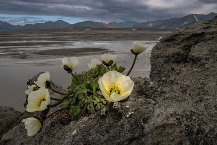 An Arctic poppy thriving on the northern coast of Greenland.