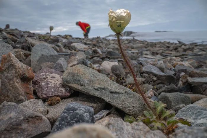 A solitary Arctic poppy plant near the coast of Inuit Qeqertaat.