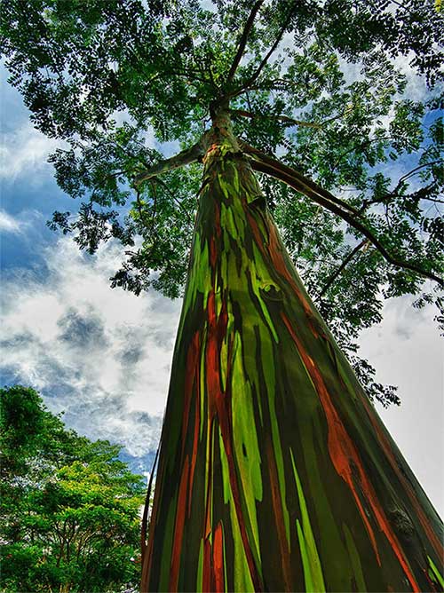 The Rainbow Eucalyptus on Kauai Island, Hawaii, USA