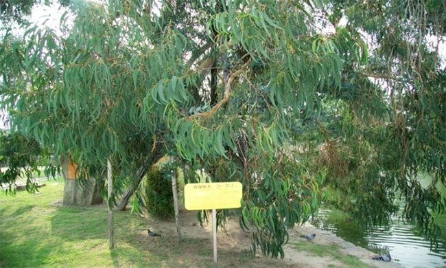 Decades-old eucalyptus tree next to Hiroshima Castle, 740m from the bomb's epicenter.