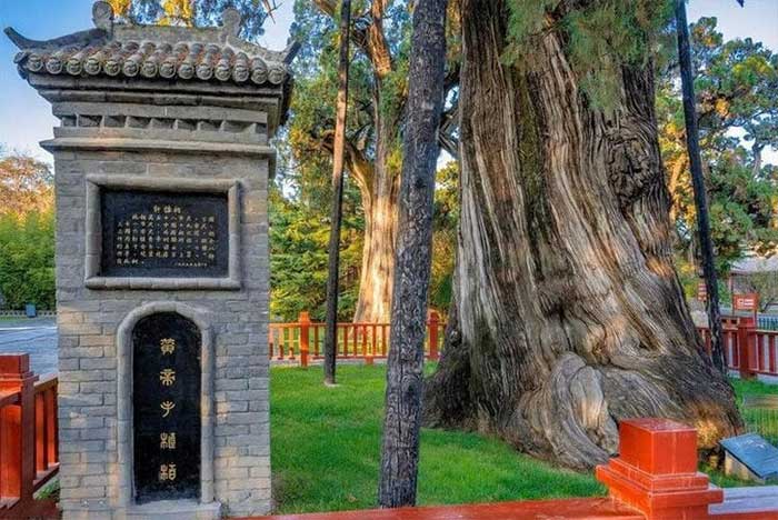 The cypress tree is said to have been planted by the Yellow Emperor over 5,000 years ago.