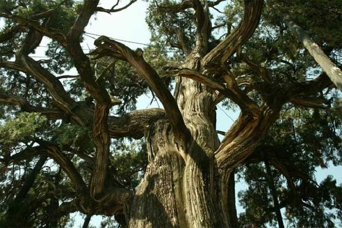 The tree's functions have somewhat diminished due to aging over the past 5,000 years.