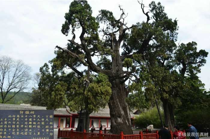 The cypress tree believed to be 5,000 years old at the Yellow Emperor's tomb in Shaanxi Province, China.