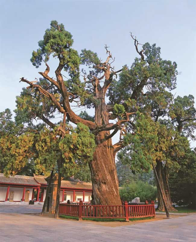 The age of the Yellow Emperor's cypress tree parallels the length of Chinese history.