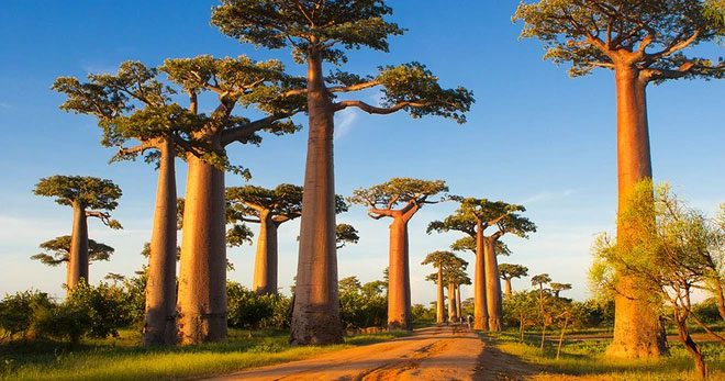 These trees originally did not stand isolated as they do now but lived in dense forests.