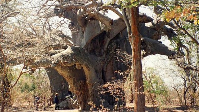 Panke, the oldest baobab tree in Africa, now deceased