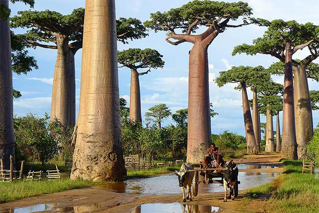 The Baobab Tree in Madagascar