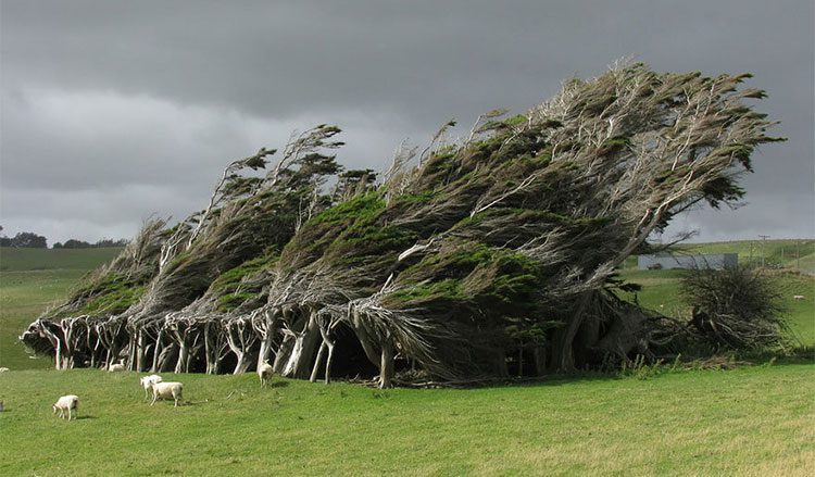 The Wind-Swept Tree at Slope Point, South New Zealand