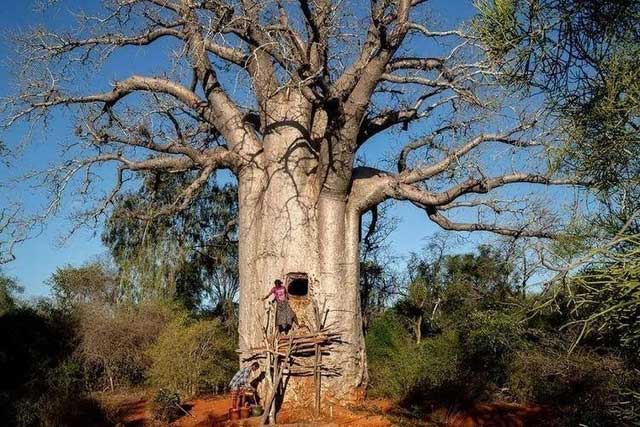 The baobab tree is challenging to grow in China.