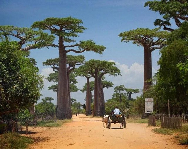 The baobab tree holds deep cultural and spiritual significance for the people of Africa.