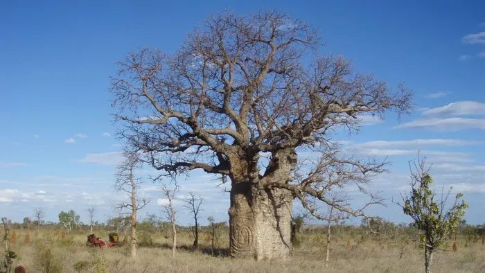 Baobab trees in the Tanami Desert, Australia.