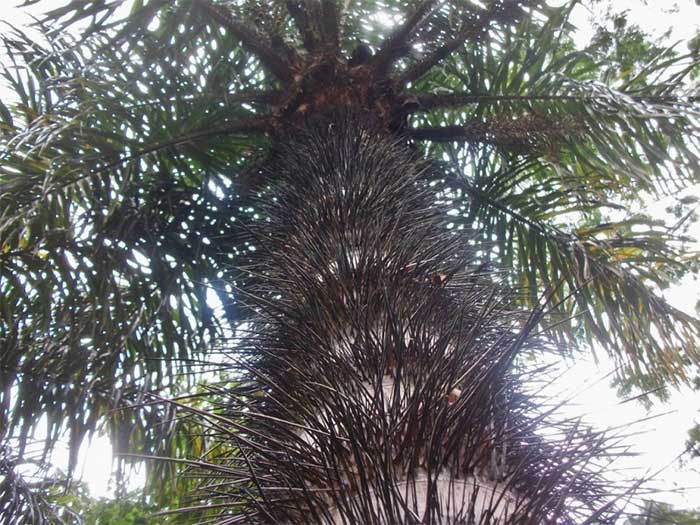 Pejibaye Palm Tree