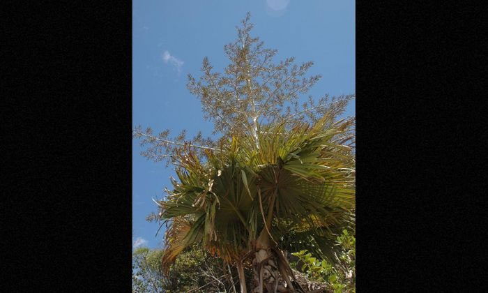 Madagascar Palm: Blooms every 100 years