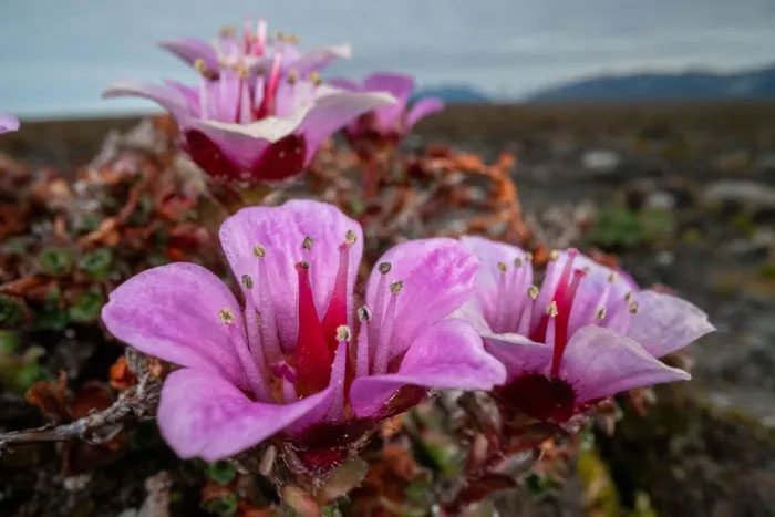 Purple saxifrage