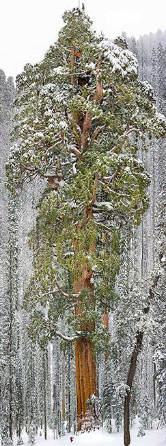 The Giant Sequoia in Sequoia National Park, California, USA