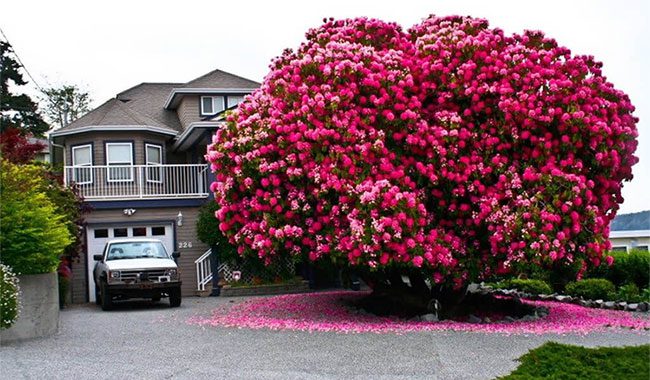 The 125-Year-Old Rhododendron in British Columbia, Canada