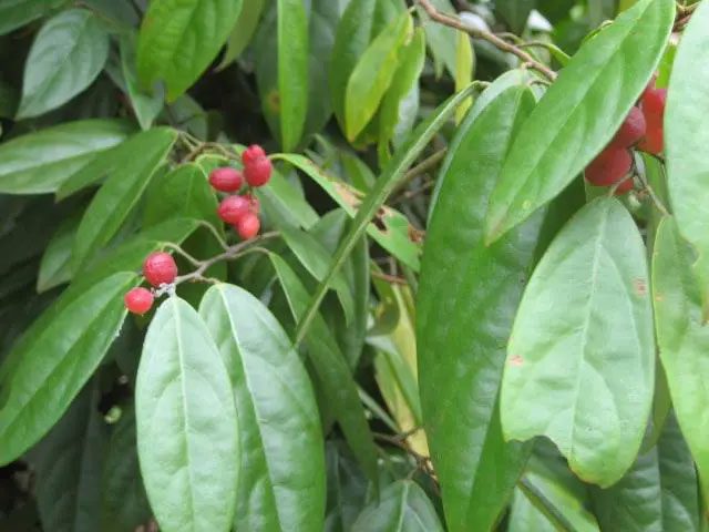 One of the two plant species capable of absorbing large amounts of nickel found only in Indonesia.