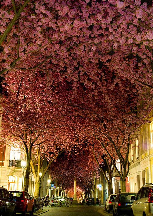 The Cherry Blossom Tree in Bonn, Germany