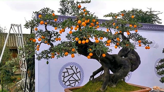 Persimmon Tree